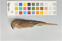 藏品(斑文鳥)的圖片